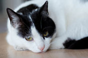 focus on cat's head lying on the floor