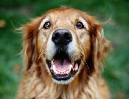 close up on brown dog's head