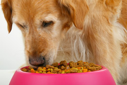 dog eating dry dog food