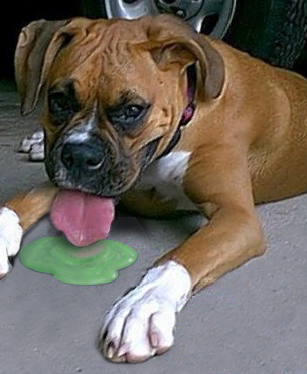 dog licking the anti-freeze on the floor