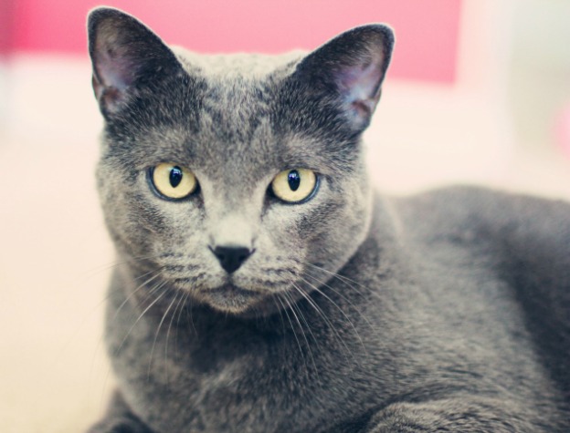 Russian blue cat with white eyes